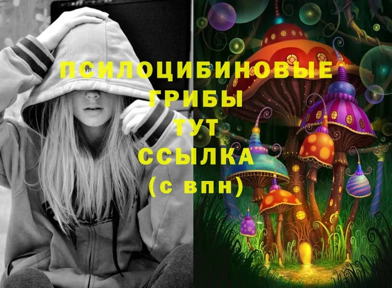 Псилоцибиновые грибы Psilocybe  Южно-Сахалинск 